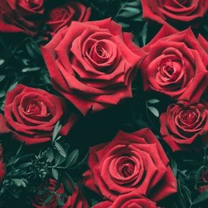 Meet your Posher, Adriana